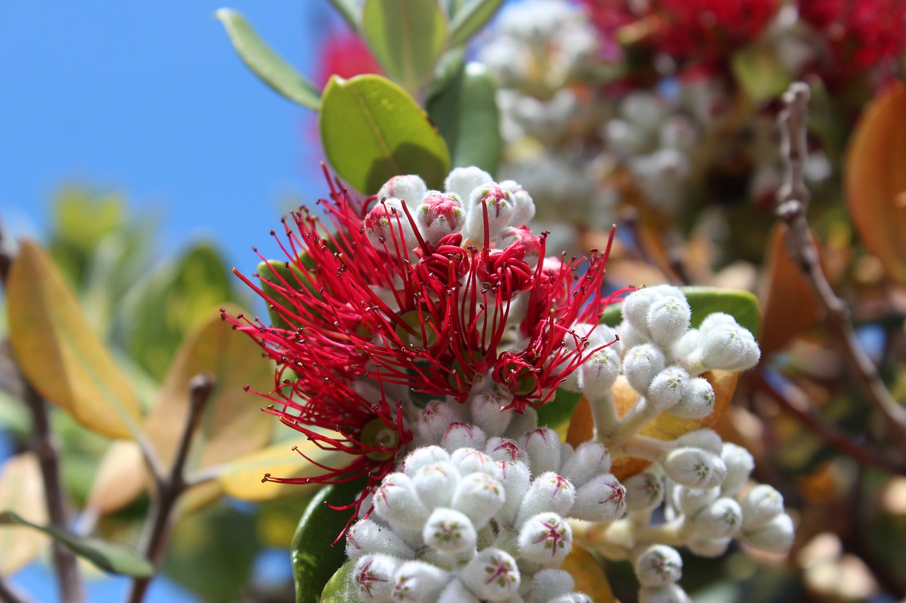 Image - red flower red protea flowers