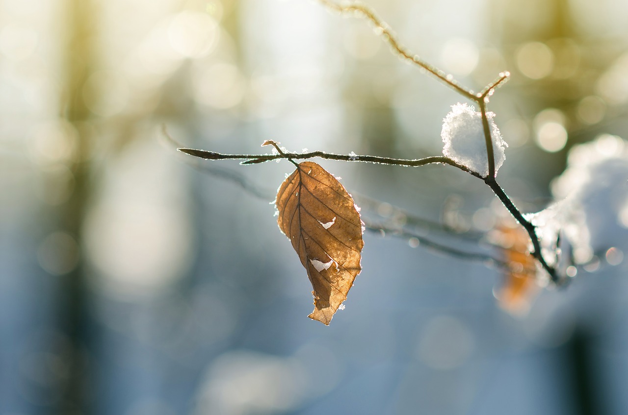 Image - winter forest frost leafe leave