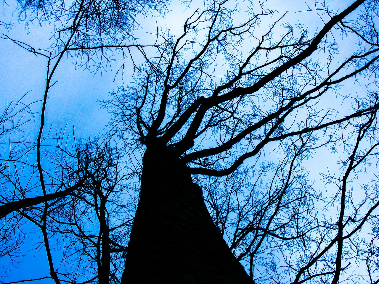 Image - tree dead winter nature