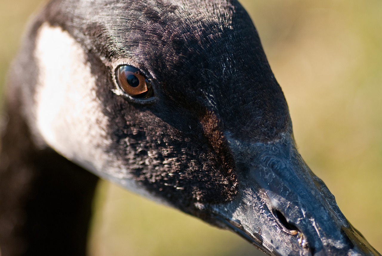 Image - canada goose goose bird close up