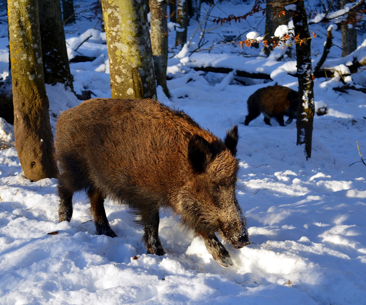 Image - boar pig sow mammal nature animal