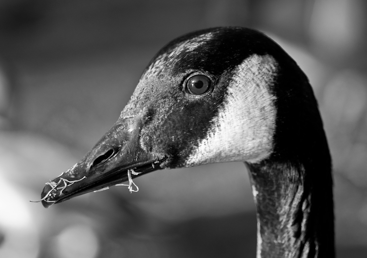 Image - canada goose goose bird close up