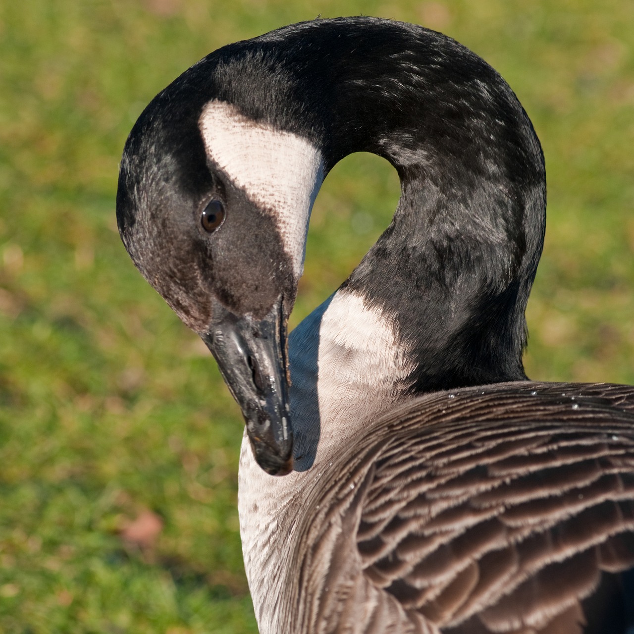 Image - canada goose goose bird neck