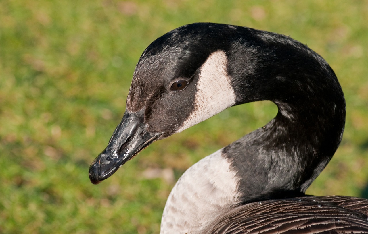 Image - canada goose goose bird neck