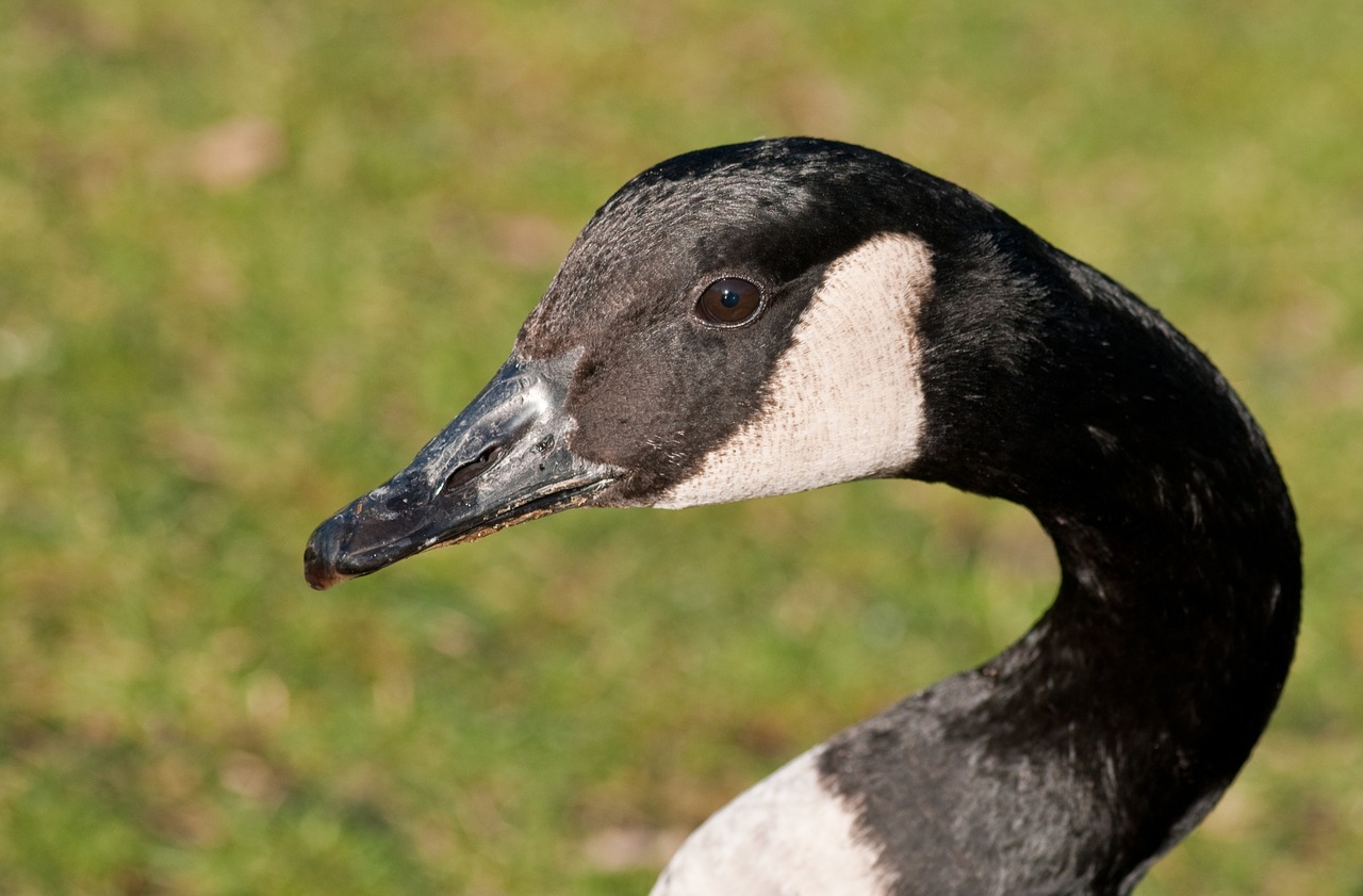 Image - canada goose goose bird neck