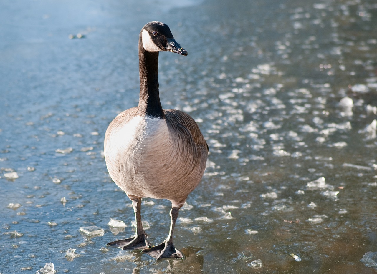 Image - canada goose goose bird frozen lake