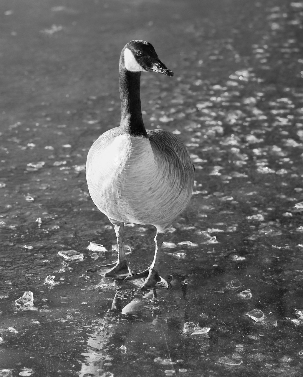 Image - canada goose goose bird frozen lake