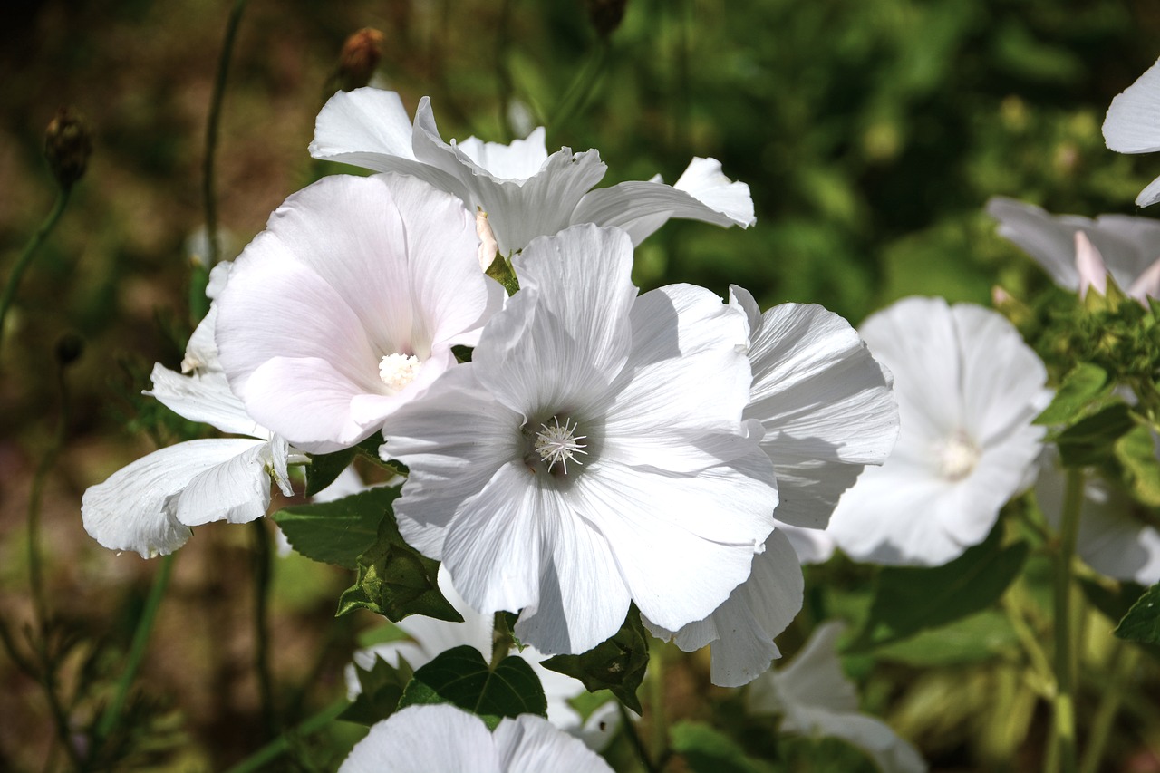 Image - bindweed volubilis flowers flora