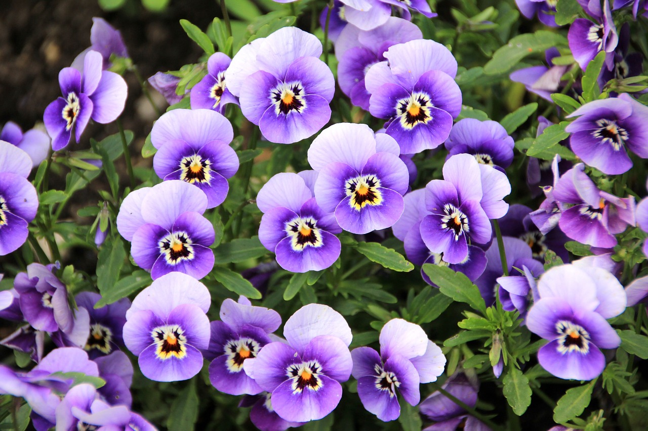 Image - flowers plant purple pansy violet