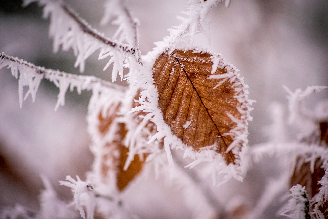 Image - winter frost cold wintry ice snow