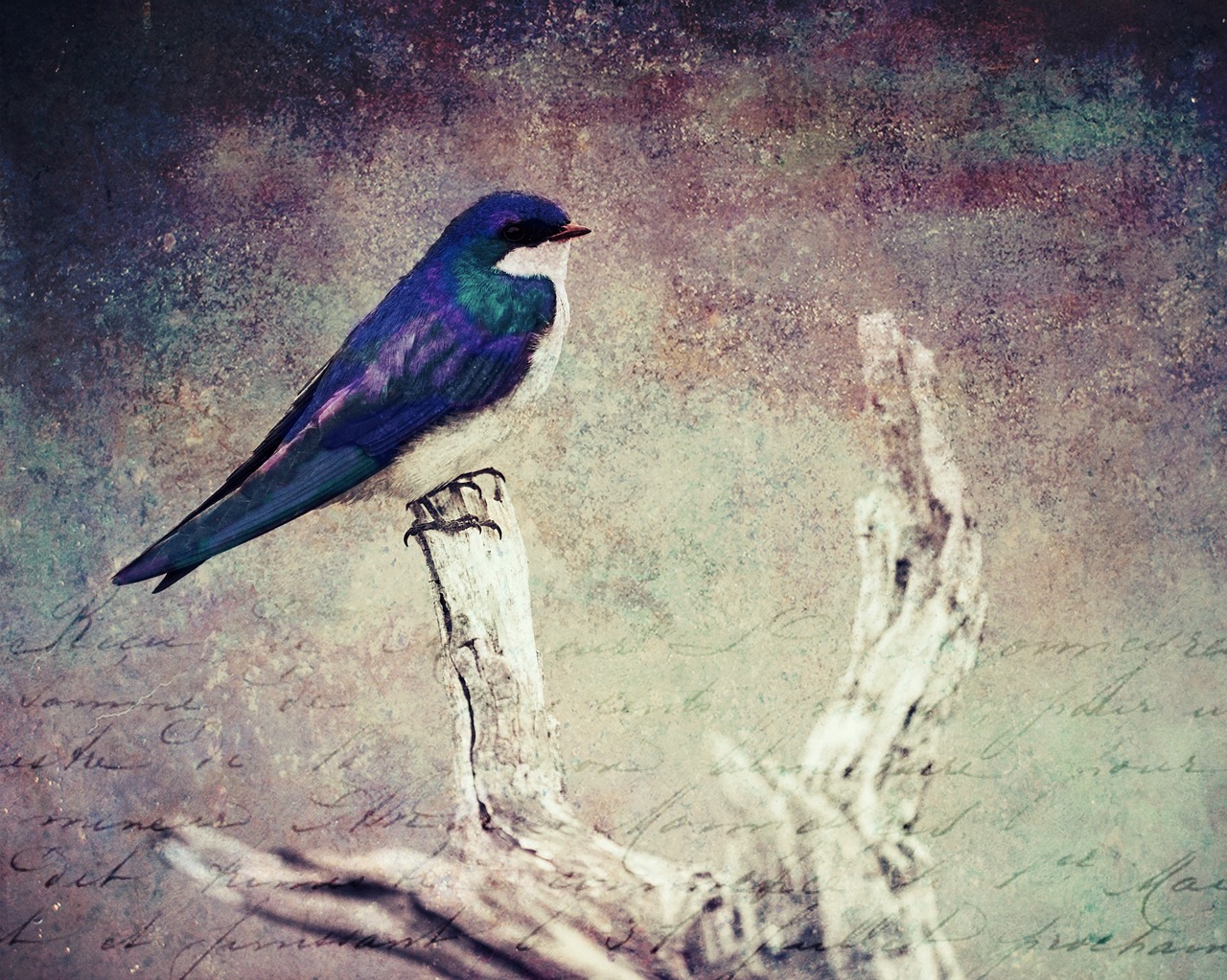 Image - texture background bird animal