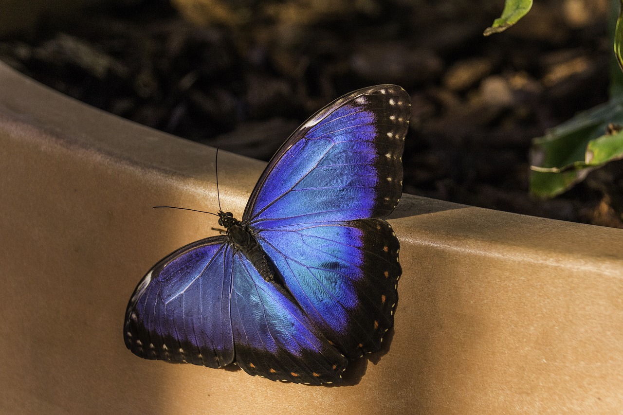 Image - butterfly blue nature wing single