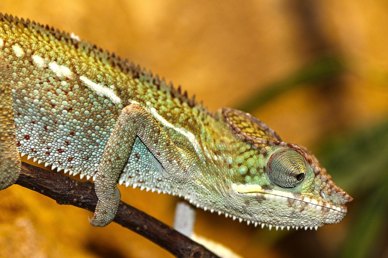 Image - chameleon zoo reptile lizard scale