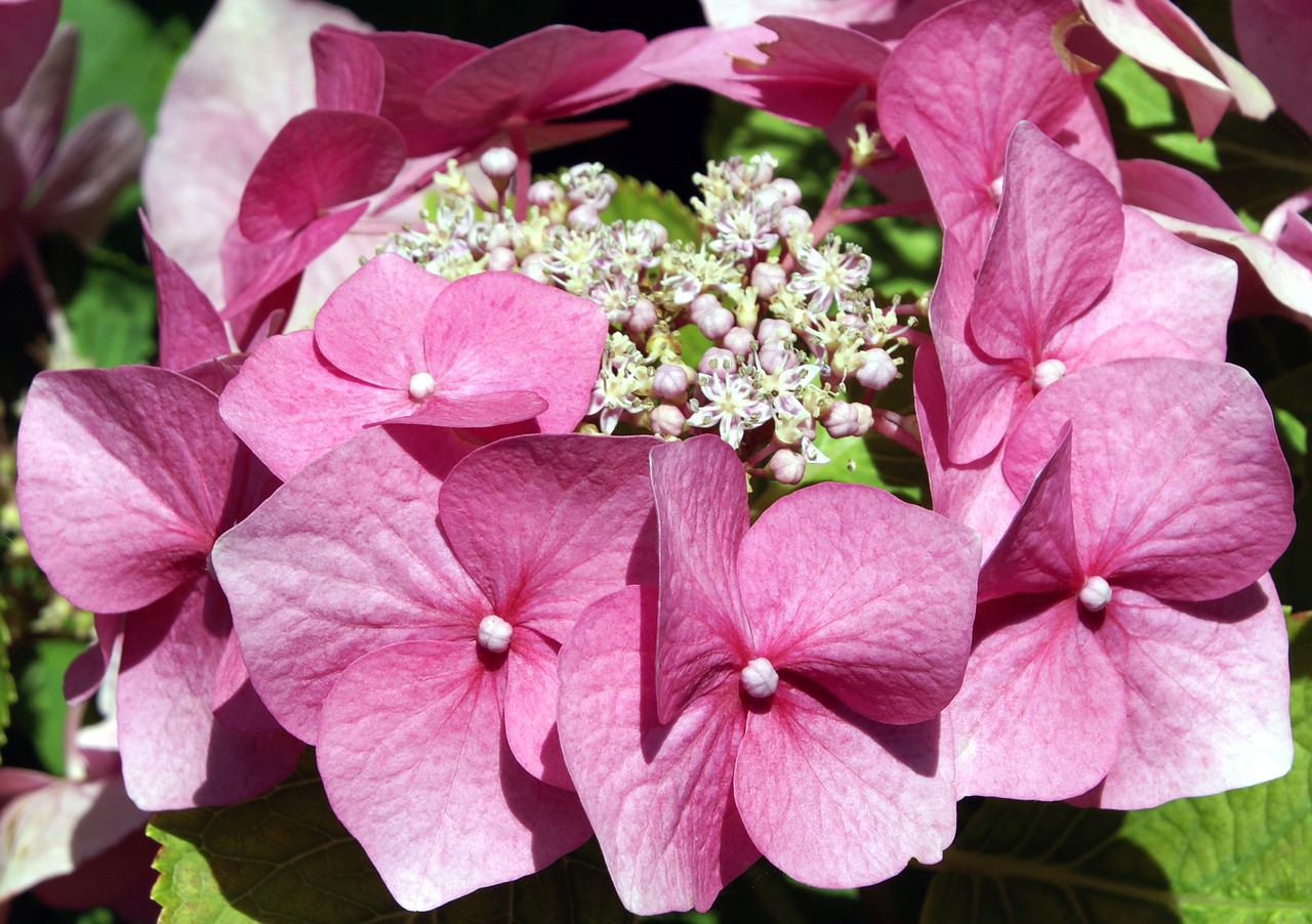 Image - hydrangea flower pink garden