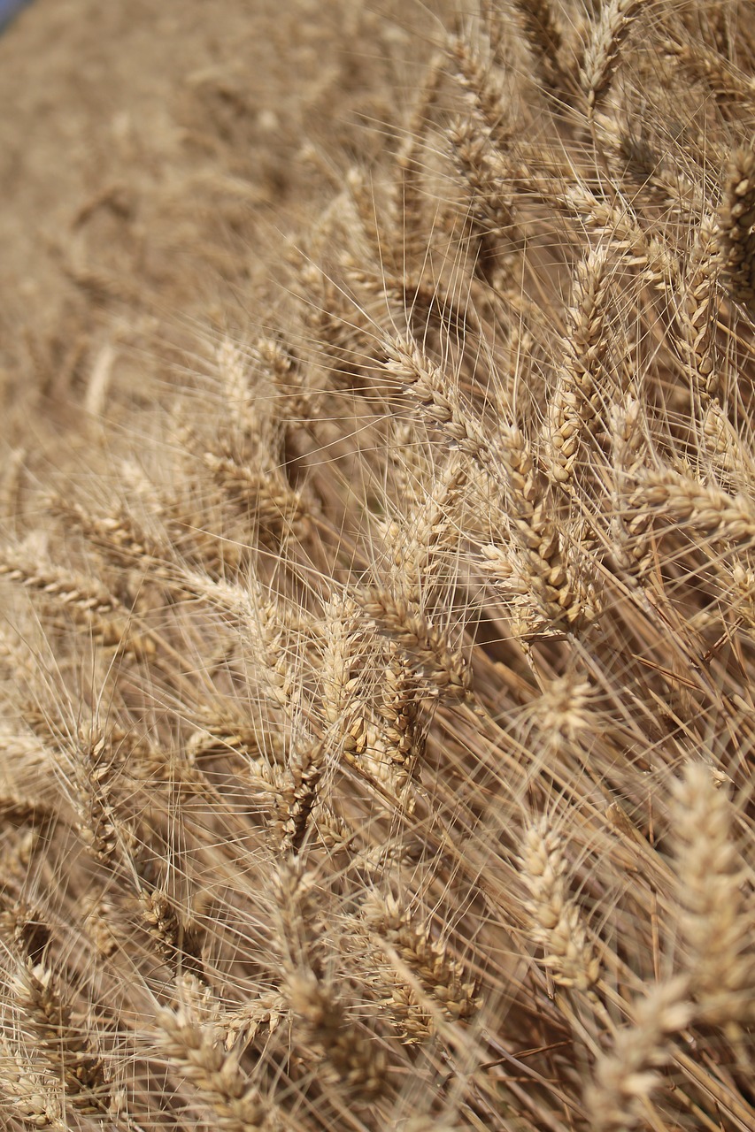 Image - wheat harvest day s wheatfield