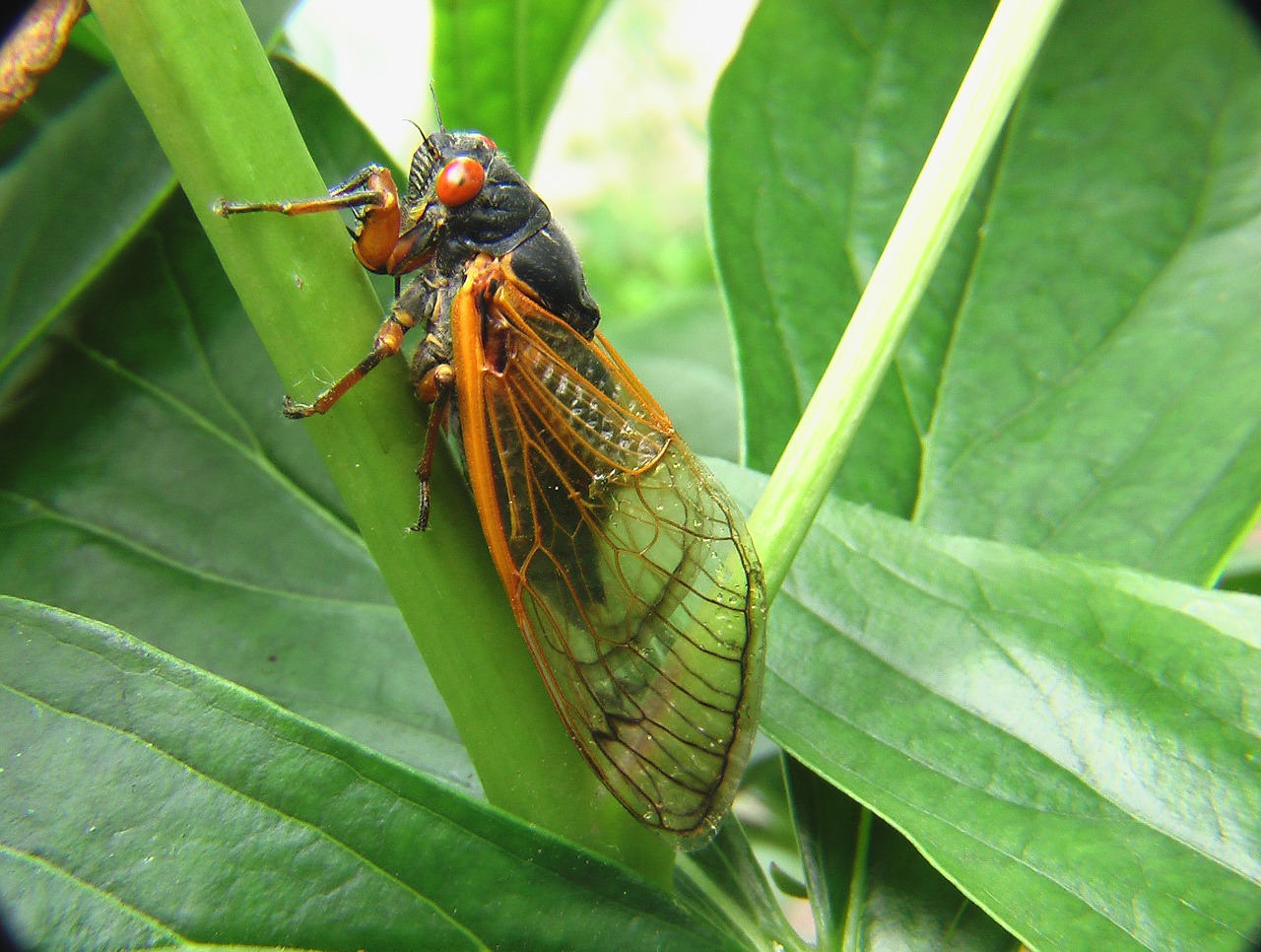 Image - cicada insect bug nature