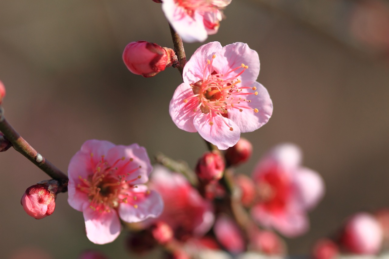 Image - plum flowers pink red plum