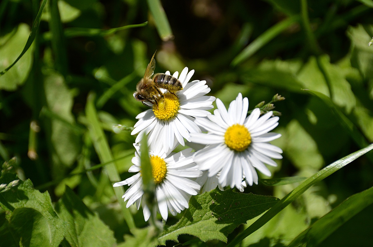 Image - marguerite bee white flowers forage