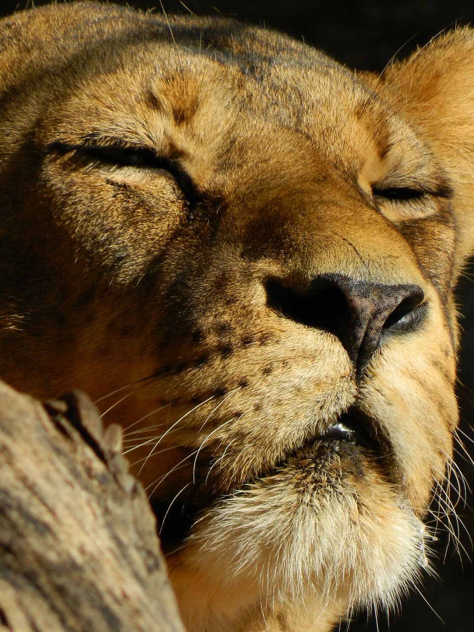 Image - leo sleeping lioness beasts