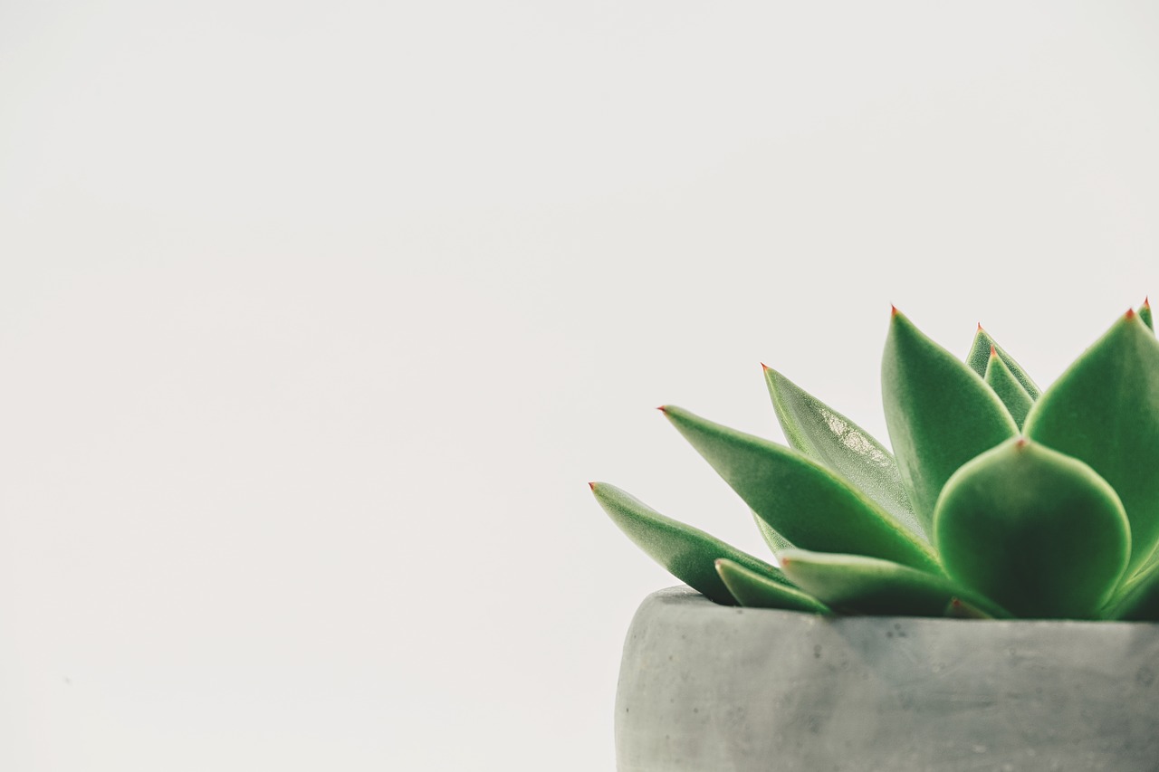 Image - plant succulent potted white space