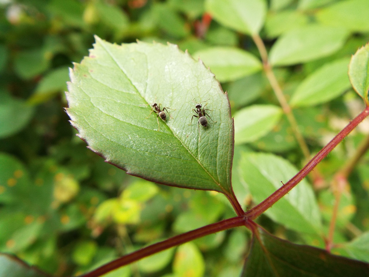 Image - together insects ants leaf