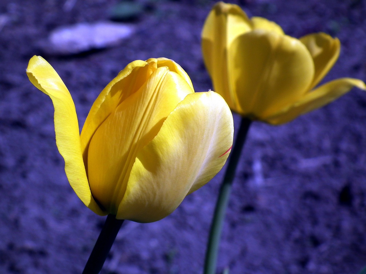 Image - flower tulip yellow garden flower