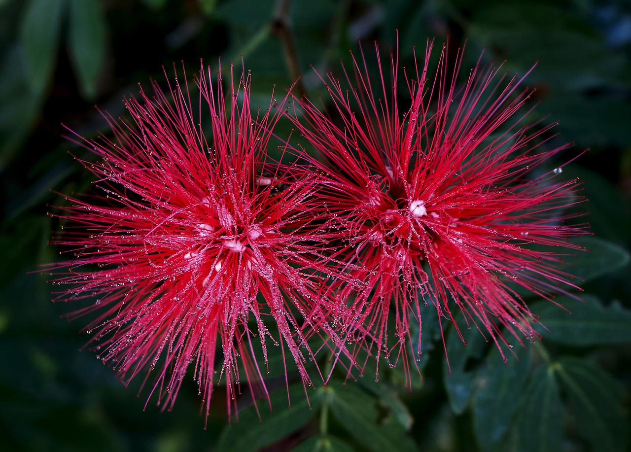 Image - calliandra calliandra haematocephala