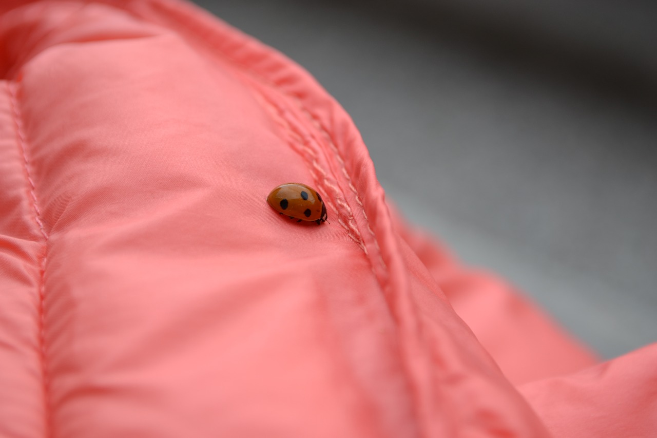 Image - ladybug jacket detail insect