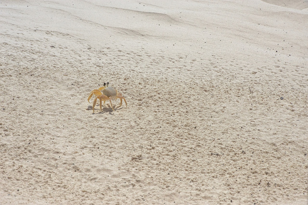 Image - sand crayfish crab nature wildlife