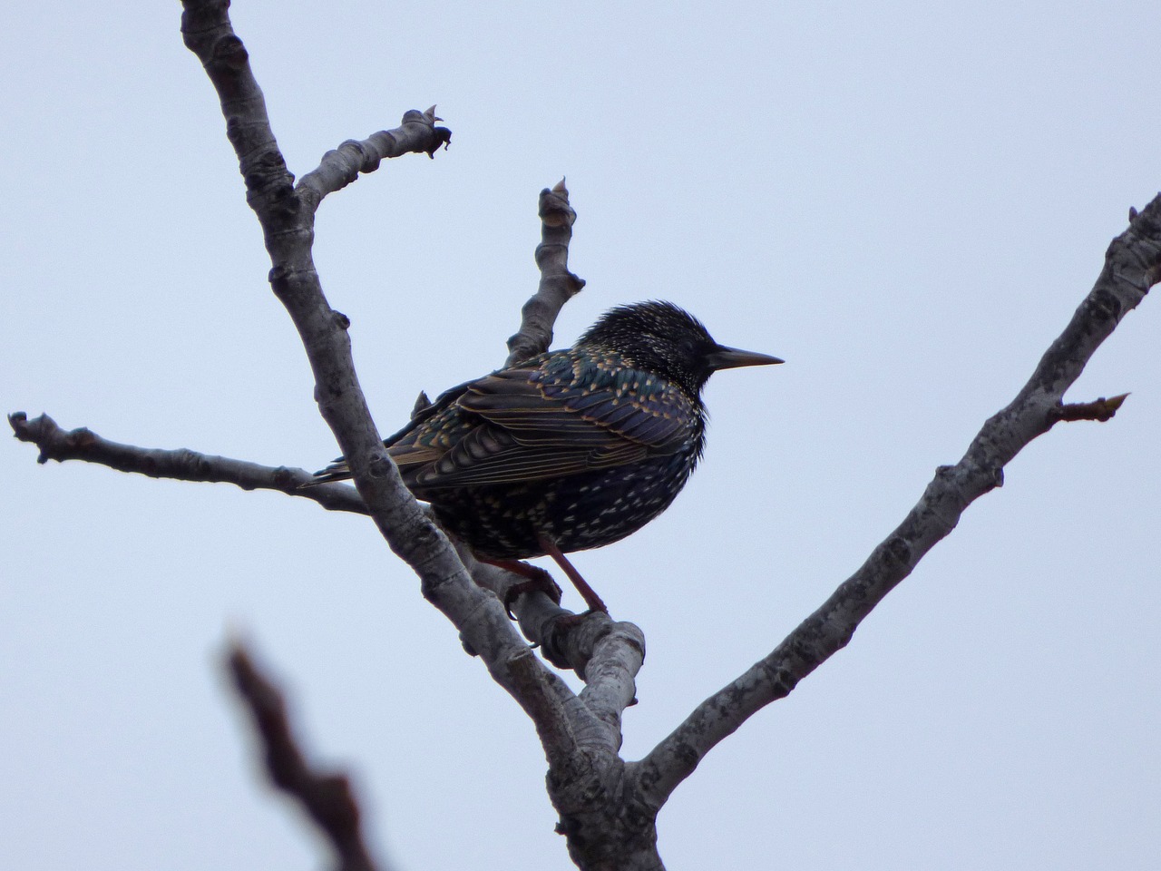 Image - bird starling branch winter