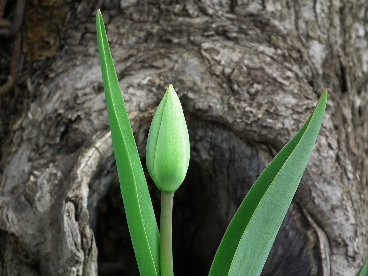 Image - tulip flower spring leaves bud