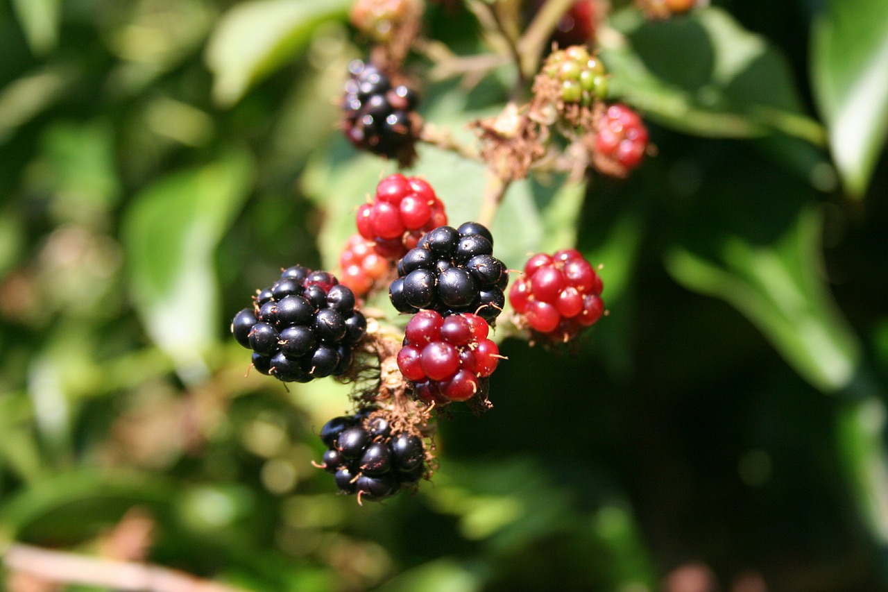 Image - blackberry berries blackberries