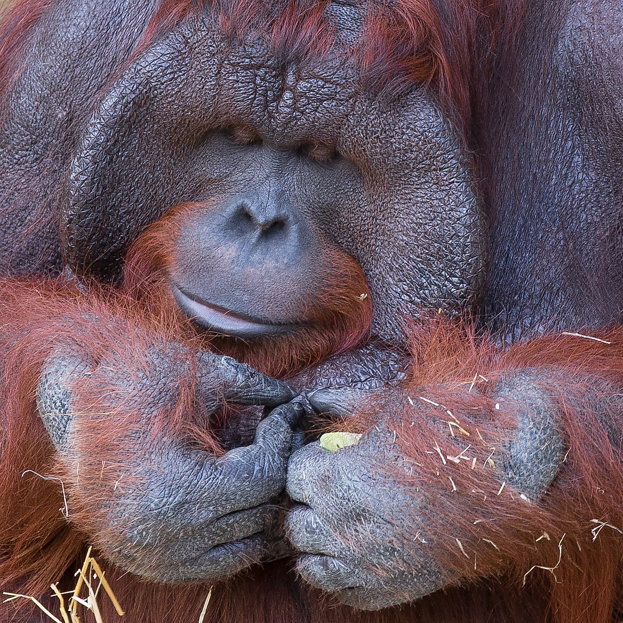 Image - orangutan monkey krefeld zoo