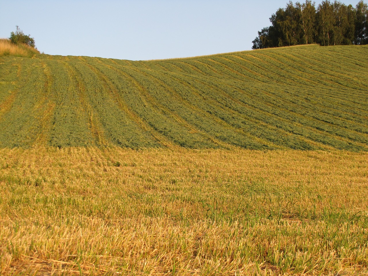 Image - field nature summer agriculture