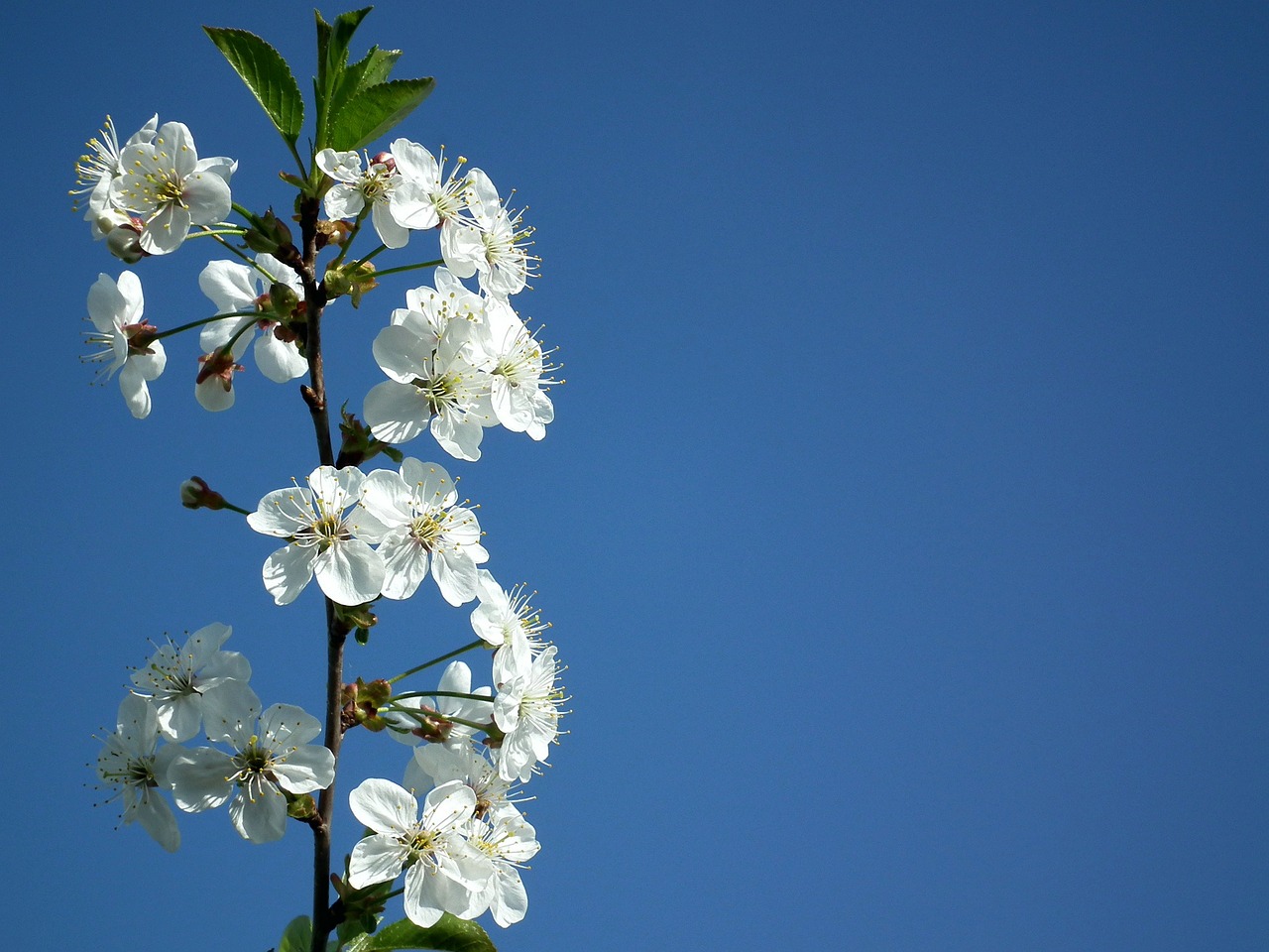 Image - flower cherry