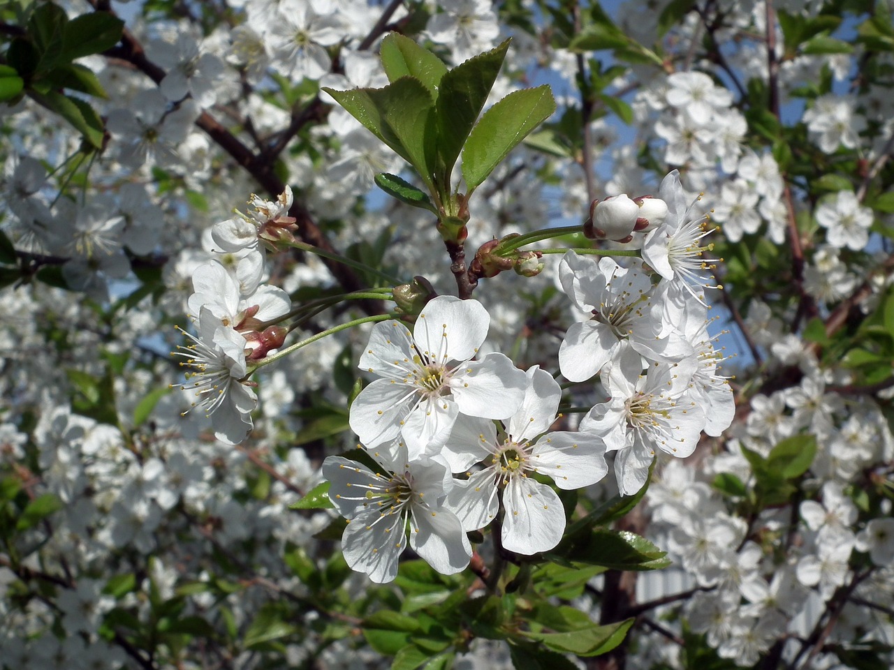 Image - flower cherry
