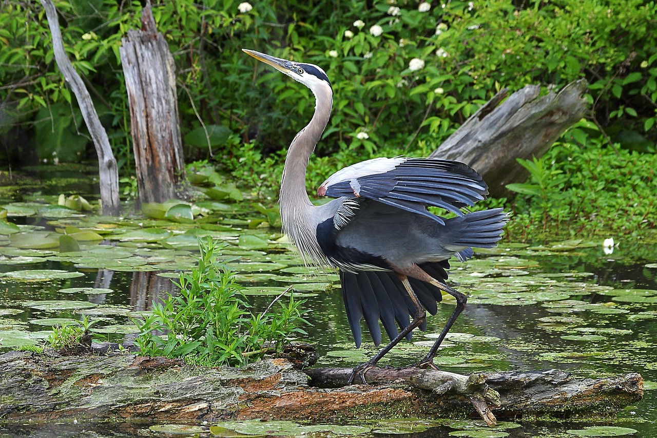 Image - great blue heron wildlife bird