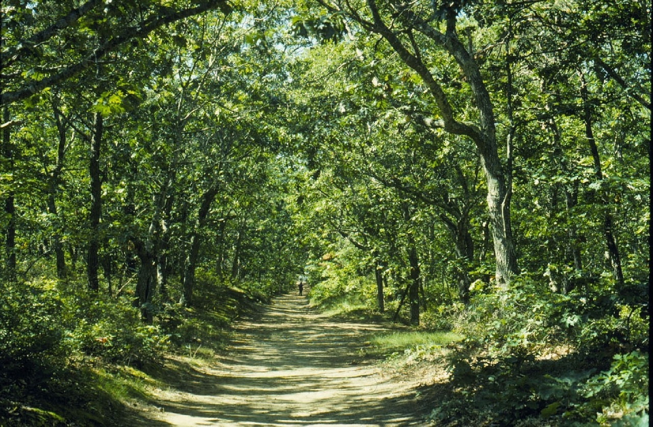 Image - forest path