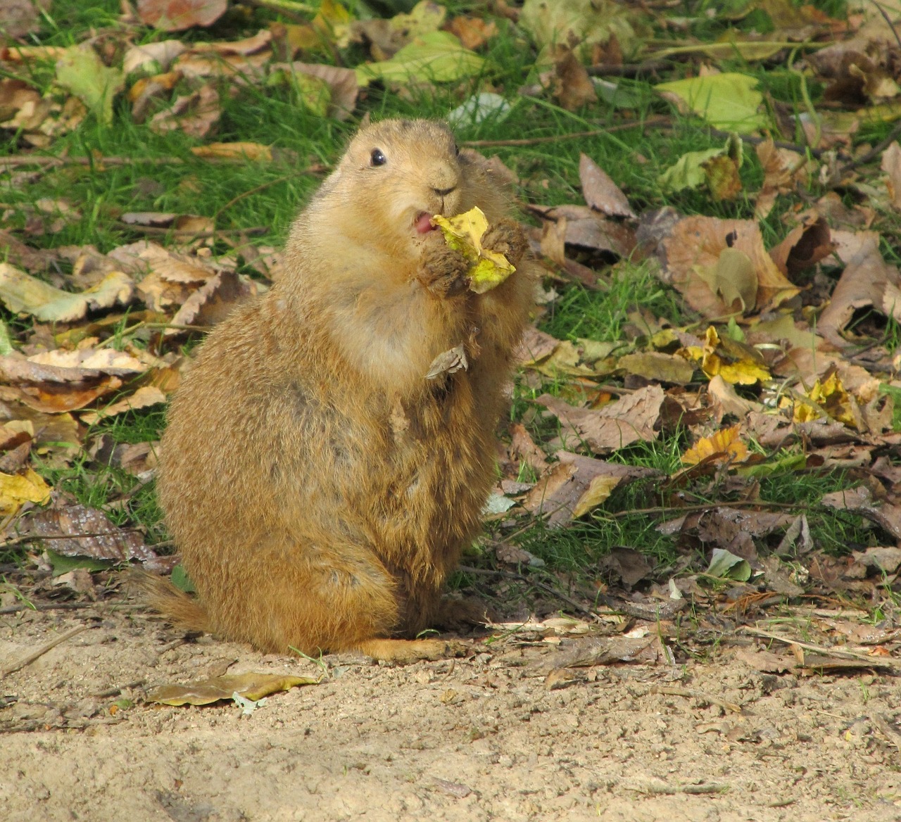 Image - prairie dog portrait close up cute