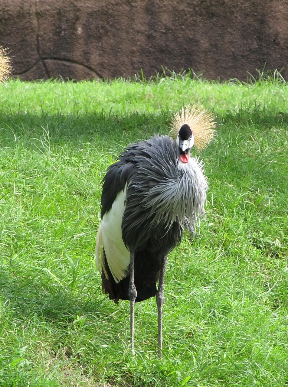 Image - crowned crane close up bird red