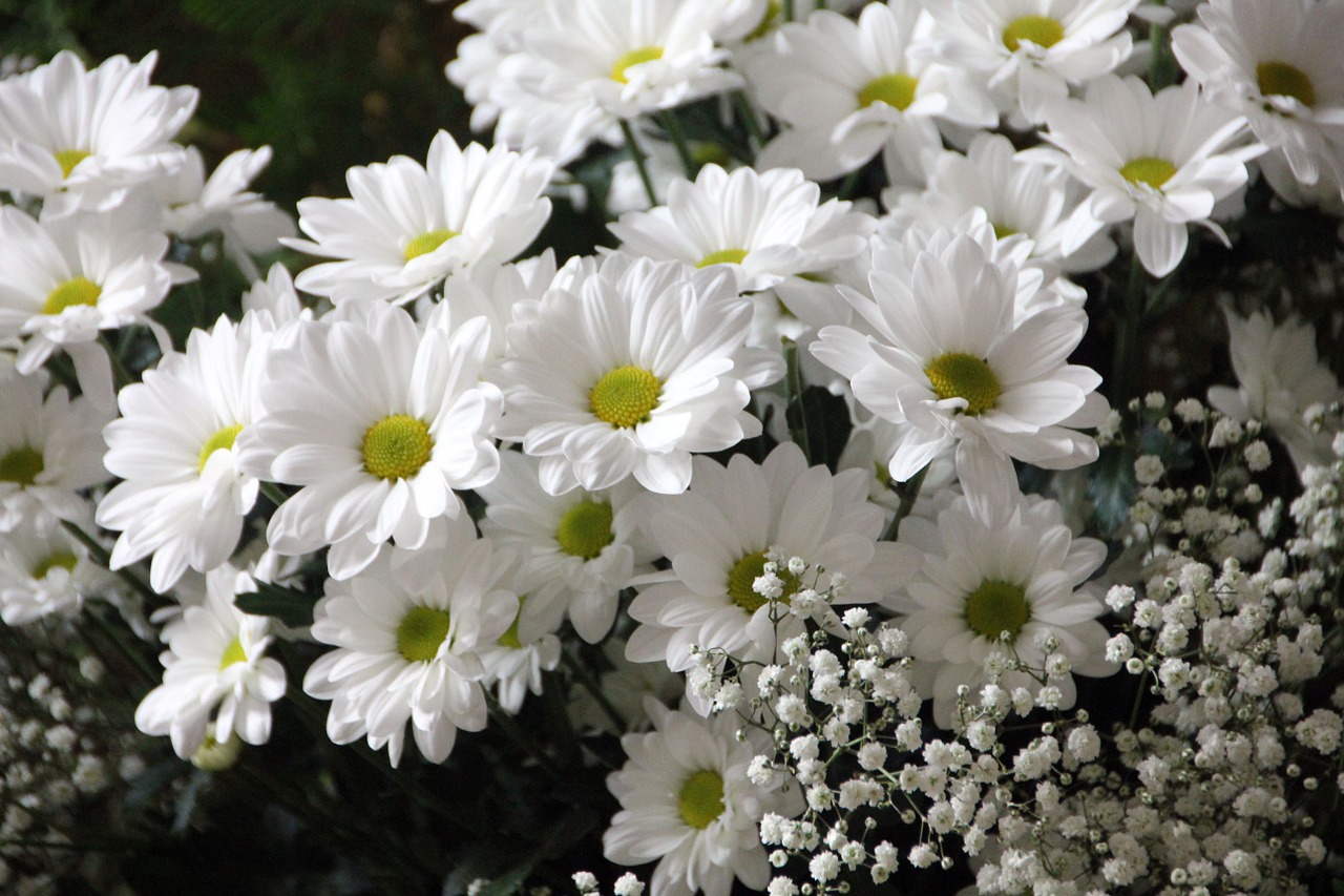 Image - flowers plant bloom daisies white