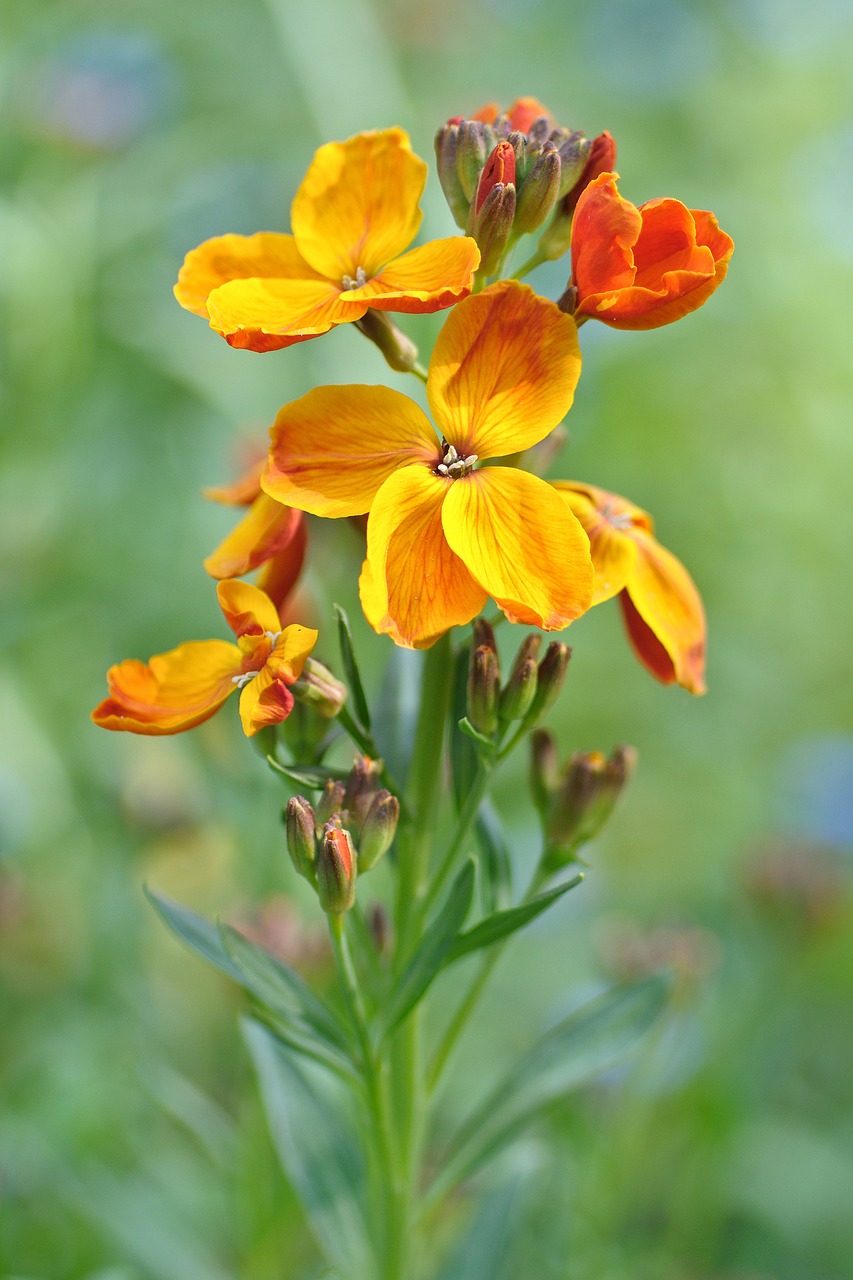 Image - wallflower flower yellow orange