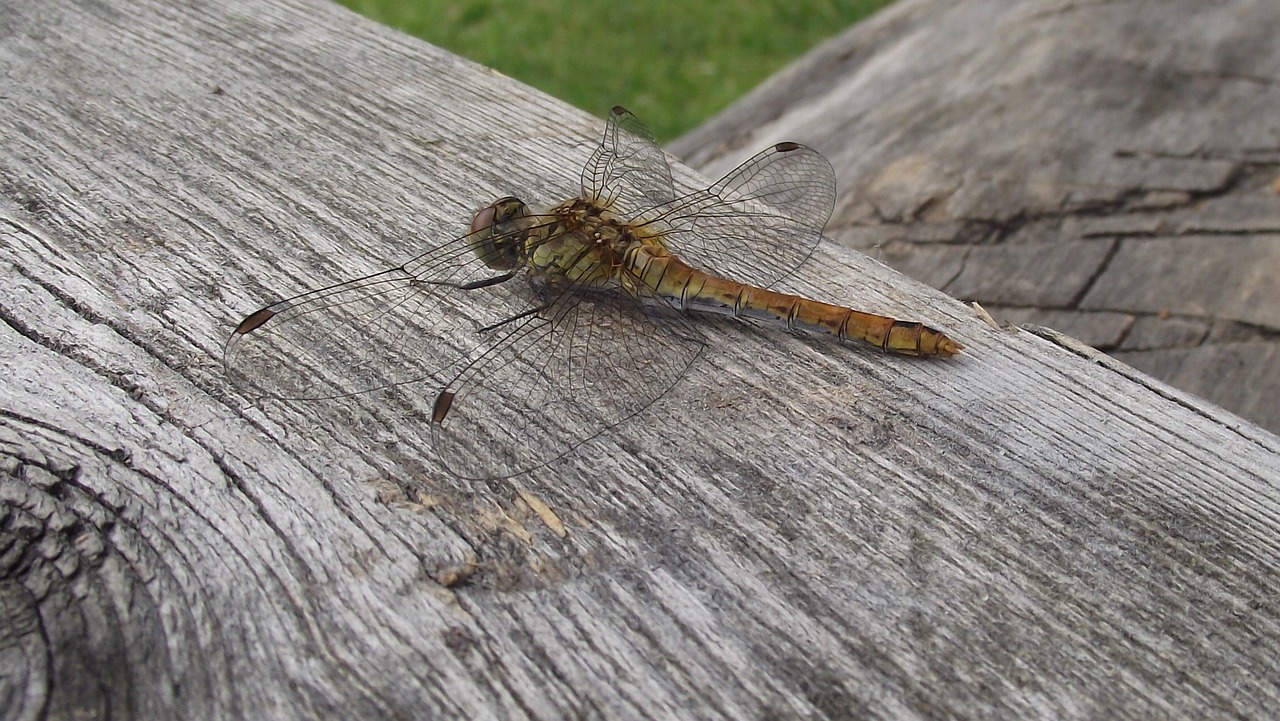 Image - dragonfly ważka summer bugs nature