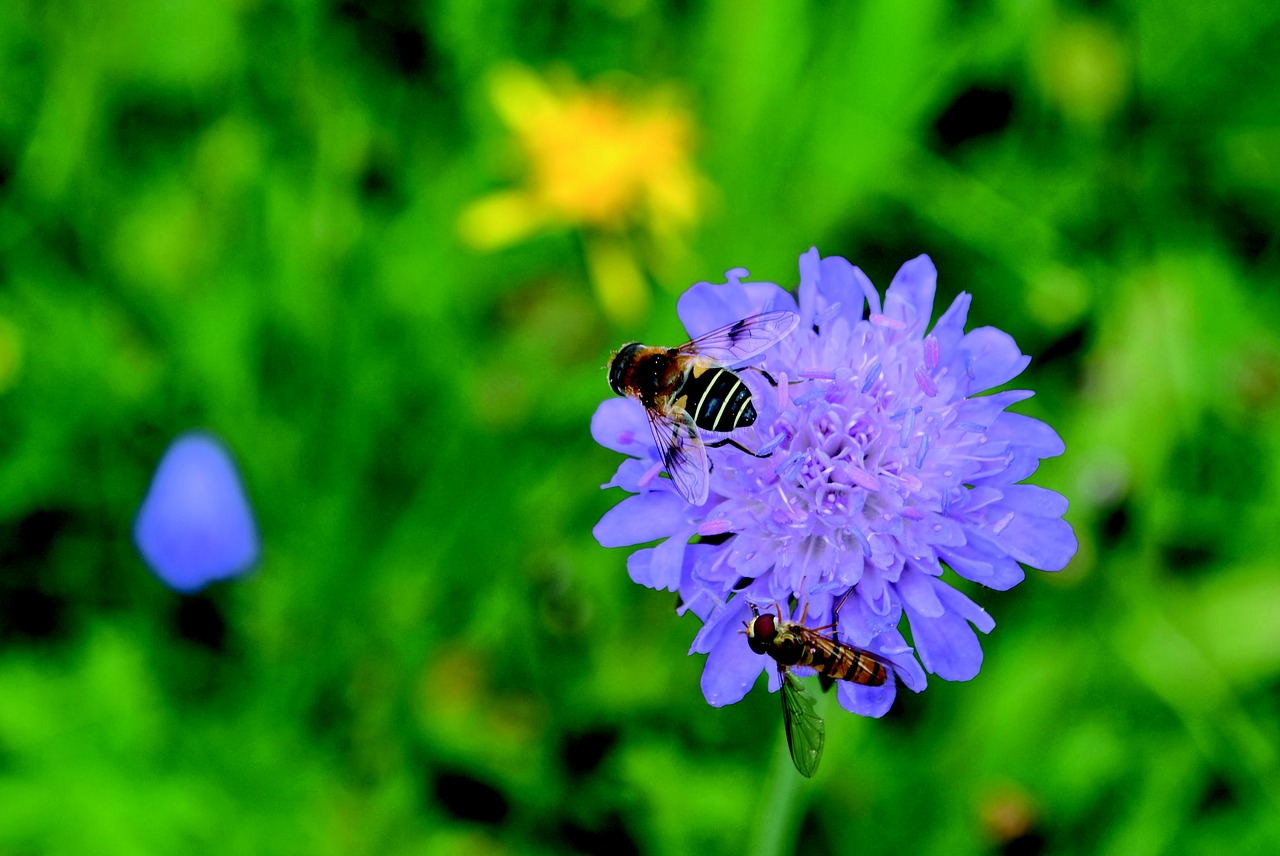 Image - bee wasp insect flower blossom