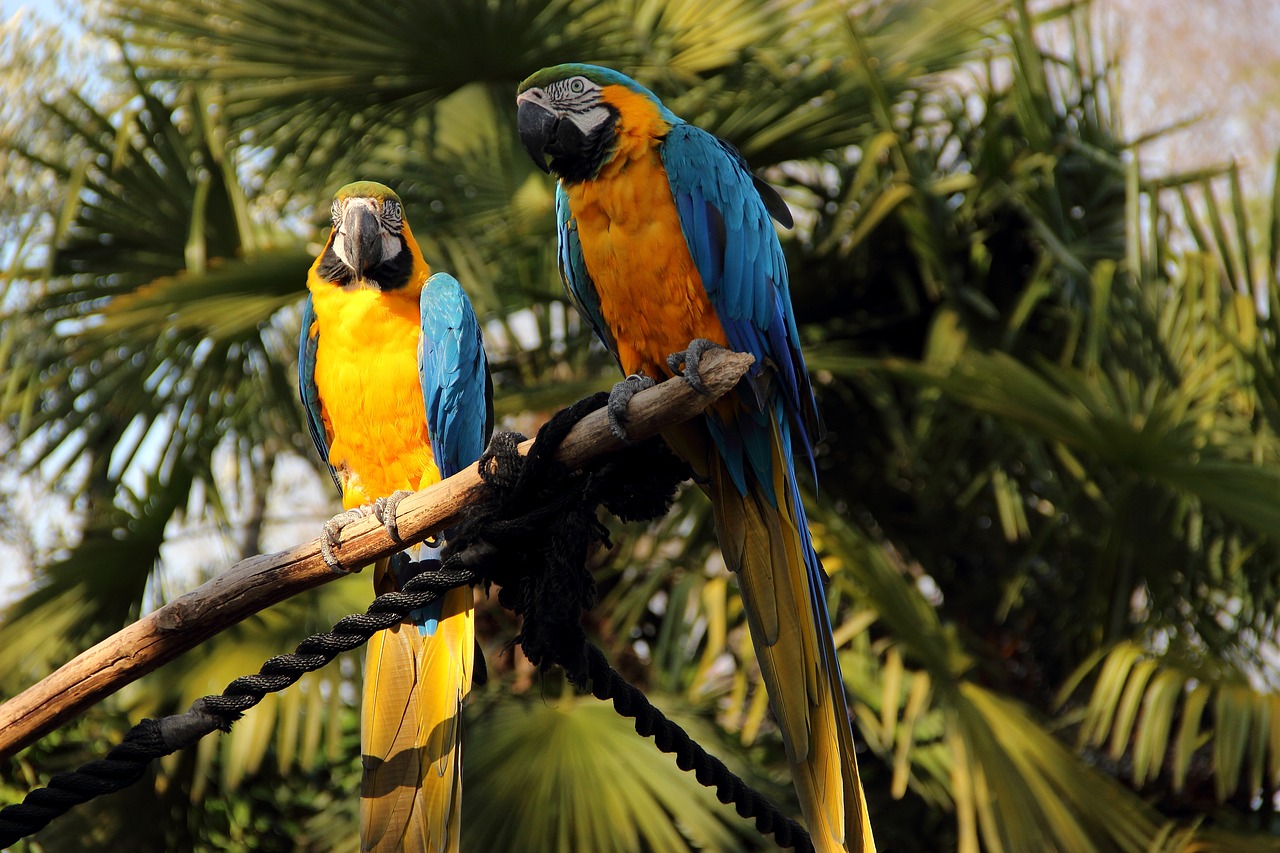 Image - parrots birds zoo feathered race