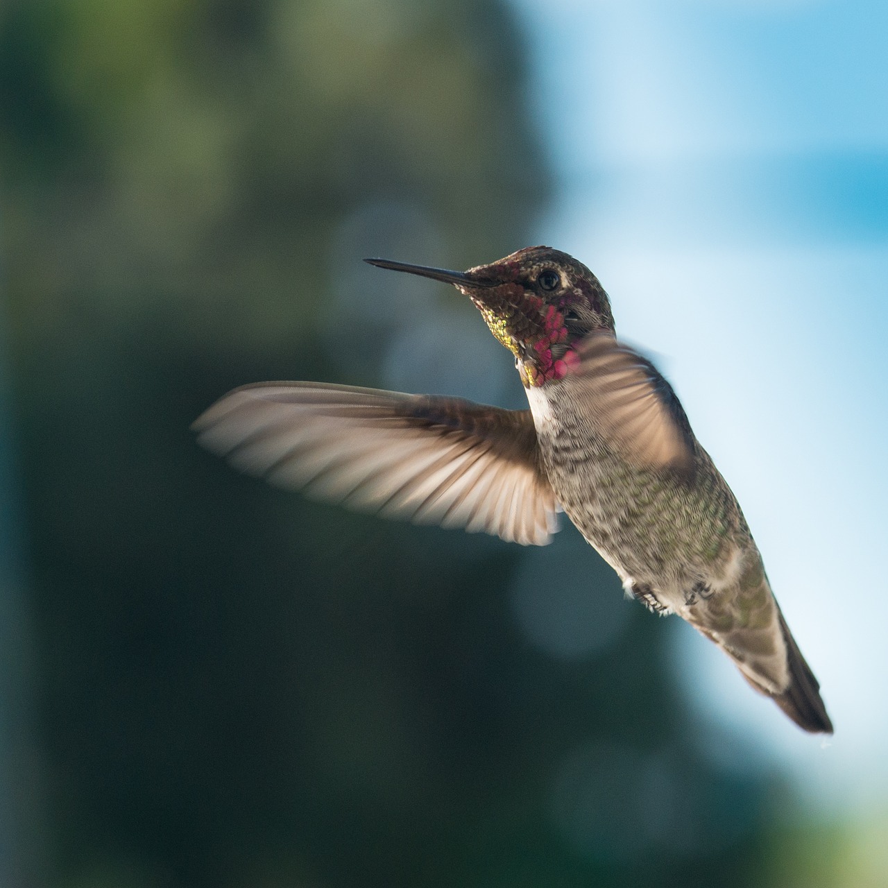 Image - hummingbird wildlife nature flight