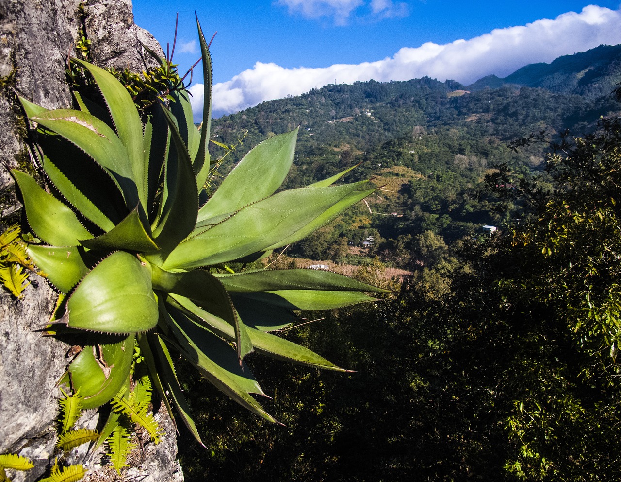 Image - maguey wild green stone landscape