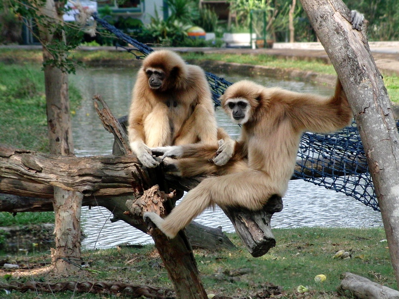 Image - lar gibbon lar monkey primacy