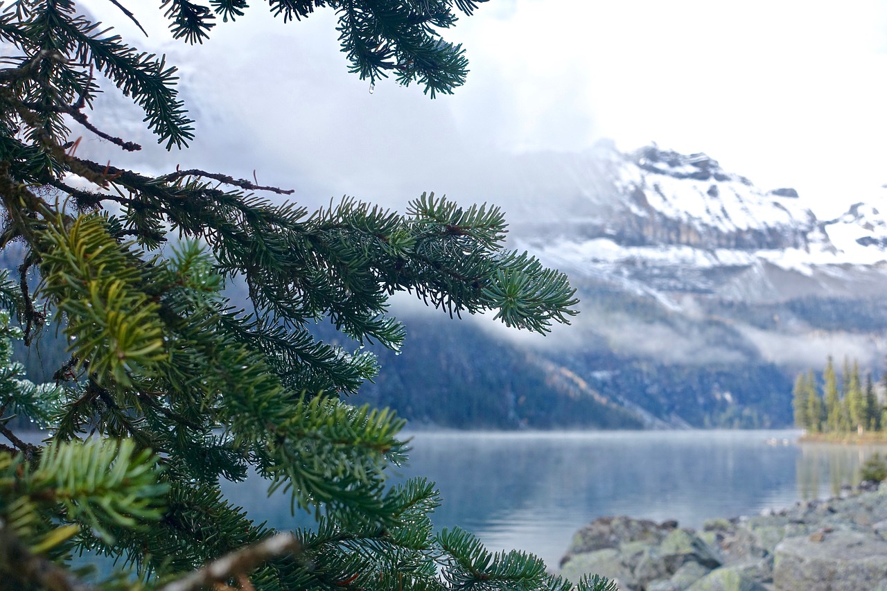 Image - branch dew lake wilderness