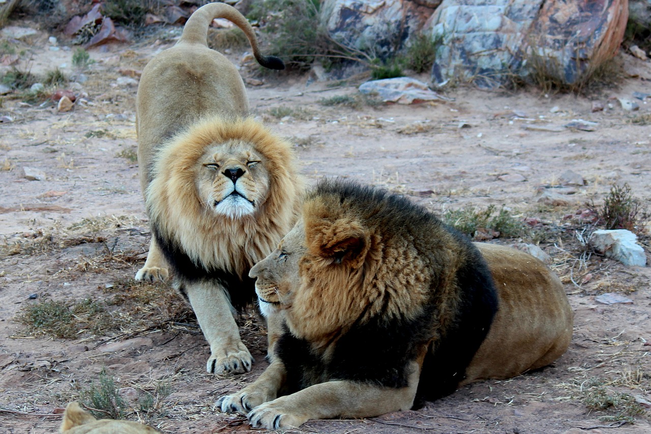 Image - lion lions animals south africa